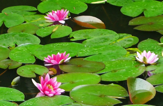 夏天开的花有哪些