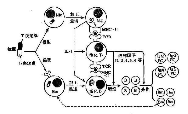 lgm阳性是什么意思