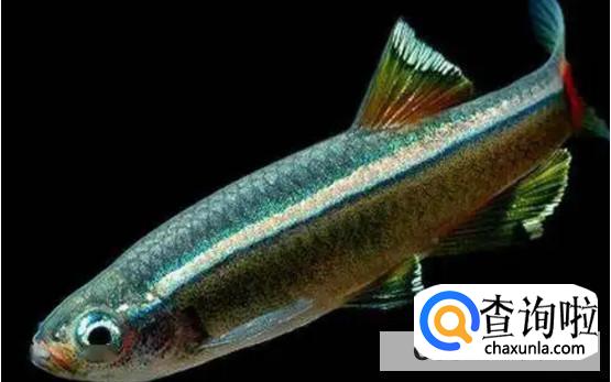 为何深海鱼不浮到水面