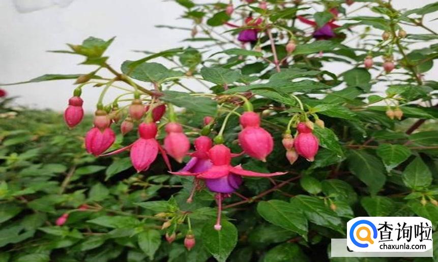 到挂金中怎么养较好