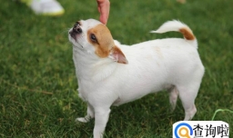 吉娃娃能活多久,怎么做能延长吉娃娃寿命