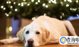 狗狗细小病毒的治疗与预防