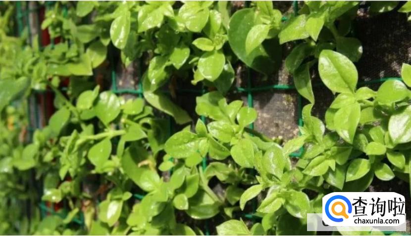 排毒解毒的中药有哪些