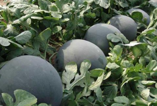 西瓜的品种有哪些