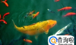 家里养什么观赏鱼好