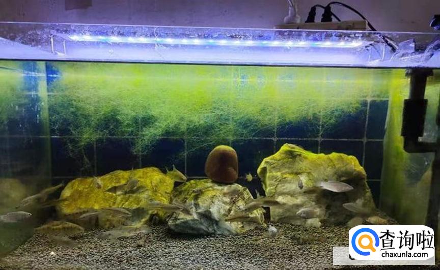 鱼缸爆藻最快的方法有吗