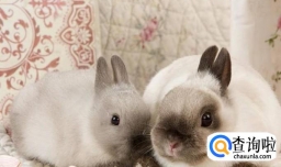 家养小兔子的方法