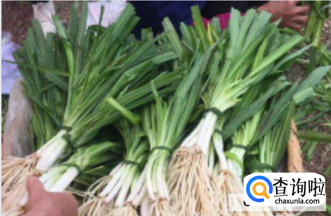 苤菜根的营养和禁忌