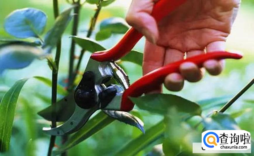 玫瑰花如何修剪枝条较好