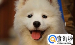 如何成为萨摩耶的主人！