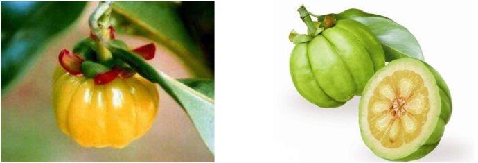 藤黄果的作用与禁忌