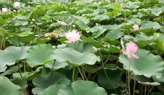 莲叶何田田什么意思