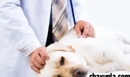 宠物生病了怎么办