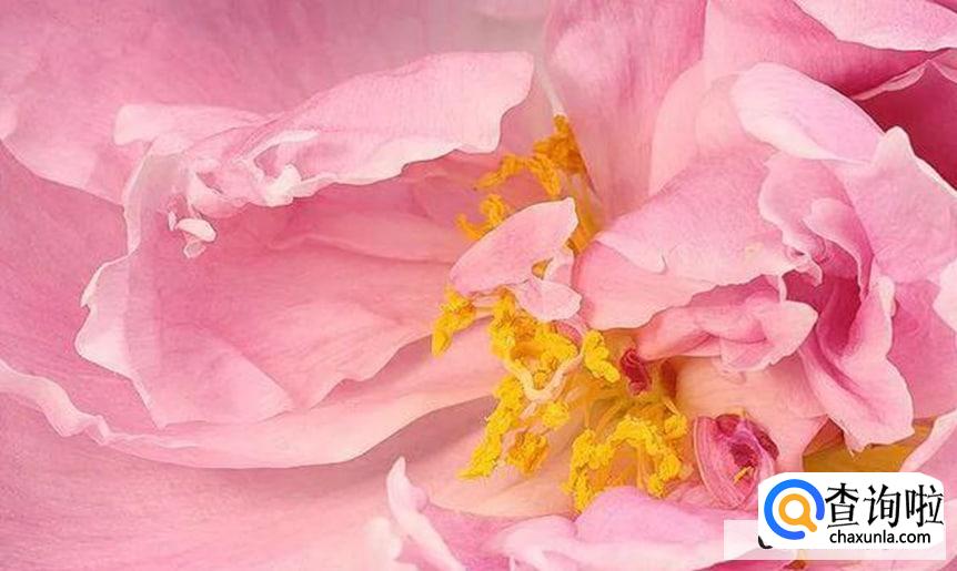 掉了的芍药花瓣可以做些什么呢