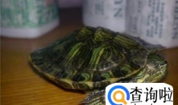 乌龟为何爱睡觉