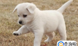 小狗叫声辨别它的需求