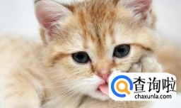 如何知道你的猫是否生病了？