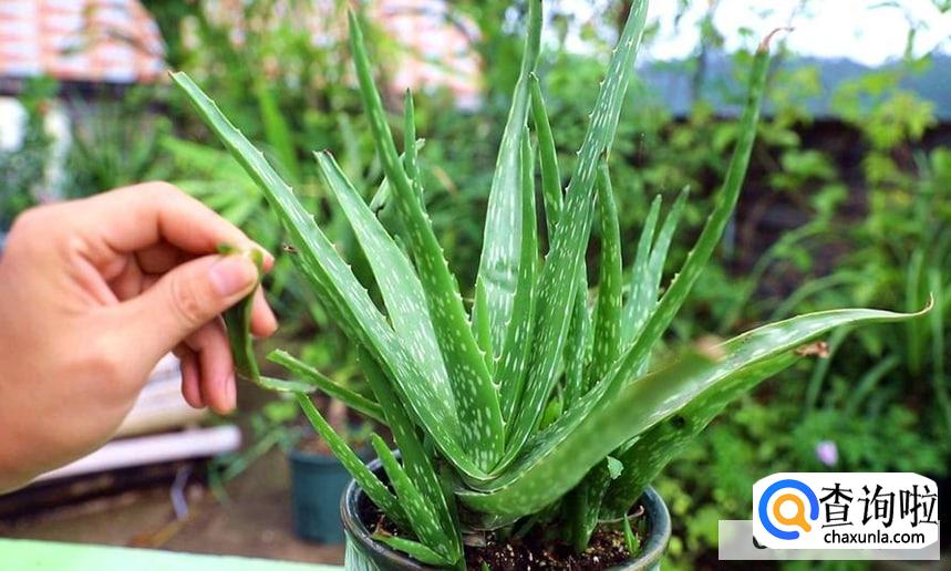 怎样养好芦荟比较好