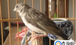 如何挑选灰燕鸟