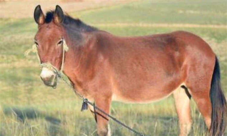 驴骡与马骡的区别