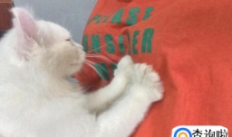 猫踩奶是什么意思，猫踩奶要注意什么