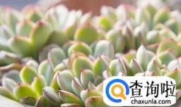 多肉叶子软了怎么办