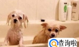 宠物猫狗有跳蚤怎么办怎么去除跳蚤