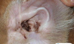狗狗耳螨在家怎么治疗，在家怎么治疗狗耳螨
