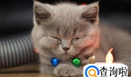 猫鼻支的症状，猫鼻支的症状表现