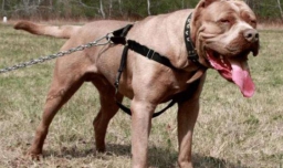 十大禁养猛犬排行榜