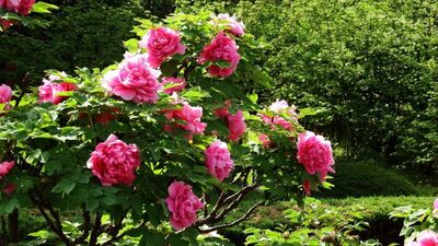 结婚证上的花为什么是牡丹花