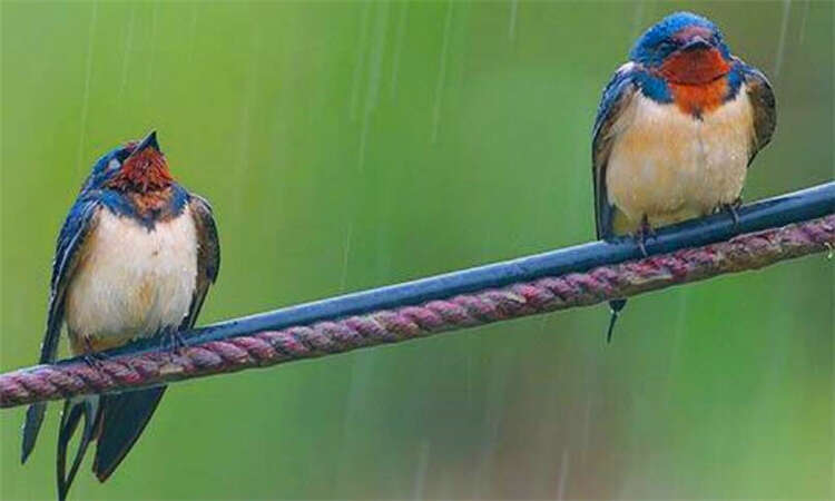 鸟为何能站在高压电线上