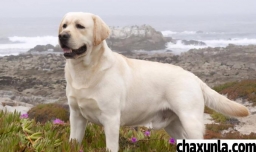 城市里养大狗要注意什么