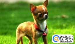 吉娃娃掉毛吃什么好,怎么避免吉娃娃掉毛多