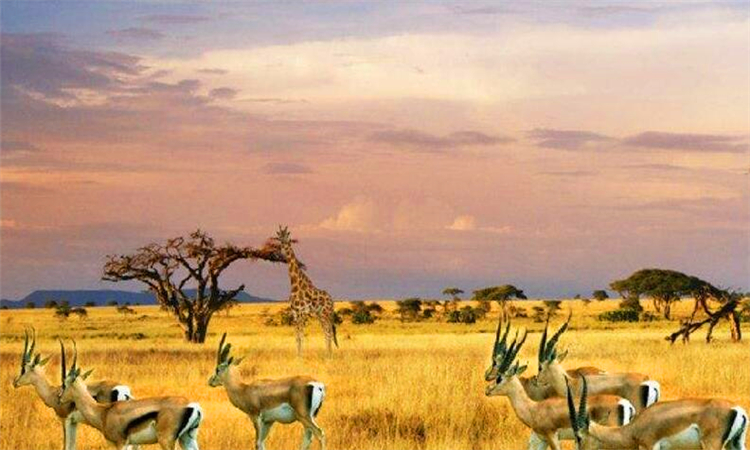 南非是发达国家吗