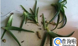 如何用芦荟插叶种植芦荟