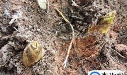 春笋和冬笋的区别在哪里