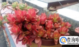 火祭爆盆最简单方法