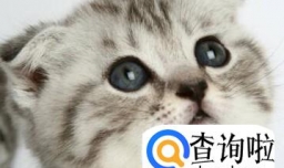 养猫的好处——经验分享