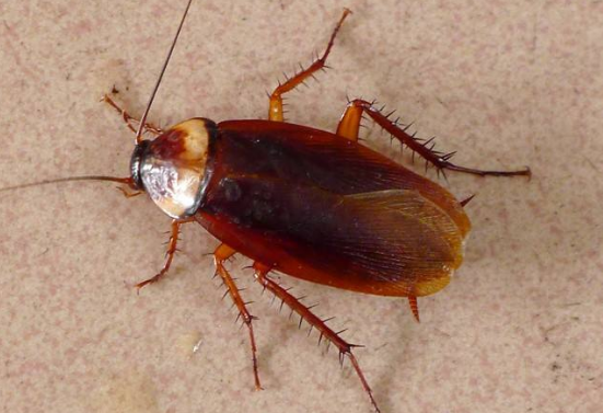 蟑螂是怎么形成的