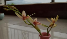 怎样自己动手给爆盆的兰花分家