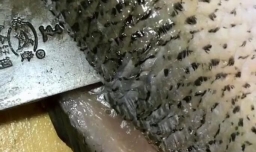 怎样做鱼没有刺,生鱼去鱼刺最有效办法