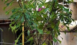 北方如何在室内养殖鸡蛋花