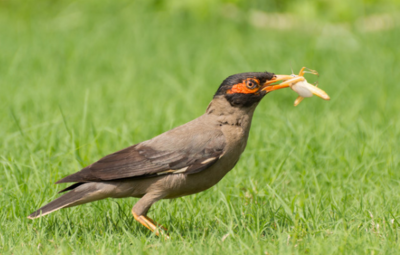 蝗灾后蝗虫去哪里了