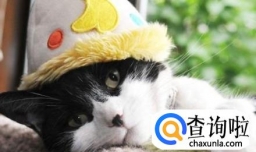 春节回家坐车怎么样带宠物？