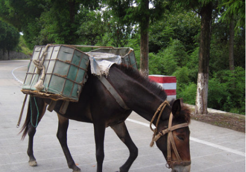 骡子和马的区别