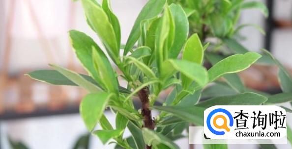 金边瑞香换盆时要注意什么