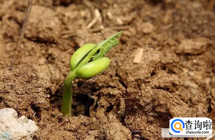 豇豆种子催芽方法