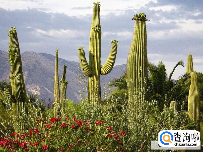 仙人掌榨汁有什么作用