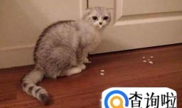 在家中怎么养猫咪